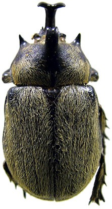Megasoma thersites